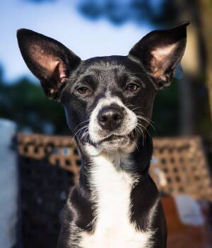 Paisley -  Chihuahua and Terrier Dog for Adoption in Pointe-claire, Quebec - Paisley | PetCurious