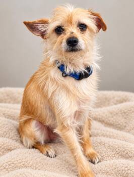 Bumblebee -  Terrier Dog for Adoption in Ellicott City, Maryland - Bumblebee | PetCurious