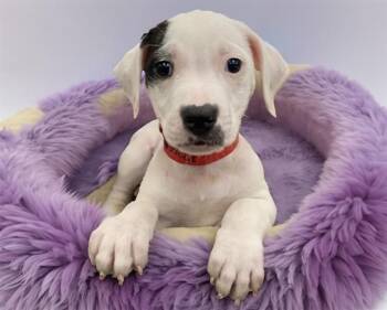 RENEE -  Labrador Retriever and Mixed Breed Dog for Adoption in Fort Lauderdale, Florida - RENEE | PetCurious