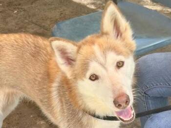 Mixed Breed Dogs Available for Adoption in Georgetown, Texas - Wynonna | PetCurious