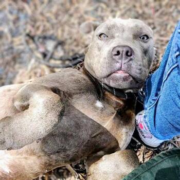 Pit Bull Terrier Dogs Available for Adoption in Oakland, California - Viola | PetCurious