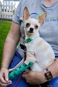 Little Girl -  Chihuahua Dog for Adoption in San Jose, California - Little Girl | PetCurious