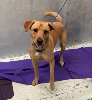Rescue Labrador Retriever and Mixed Breed Dogs for Adoption in Houston, Texas - ROCKY | PetCurious