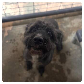 Knight -  Miniature Schnauzer and Miniature Poodle Dog for Adoption in Starkville, Mississippi - Knight | PetCurious
