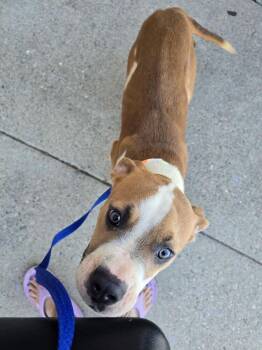 Slinky -  Boxer Dog for Adoption in Denver, Colorado - Slinky | PetCurious