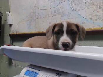 Schnauzer and Mixed Breed Dogs Available for Adoption in Tulsa, Oklahoma - SALSA | PetCurious