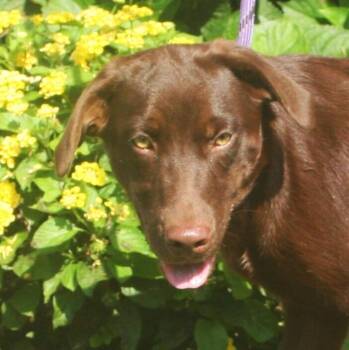 Maple -  Labrador Retriever and Australian Shepherd Dog for Adoption in Pulaski, Tennessee - Maple | PetCurious