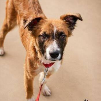 Lilly / Ella -  Mixed Breed Dog for Adoption in Fresno, California - Lilly / Ella | PetCurious