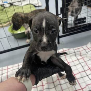 Hound Dogs Available for Adoption in Henderson, Kentucky - Maggie Mae | PetCurious