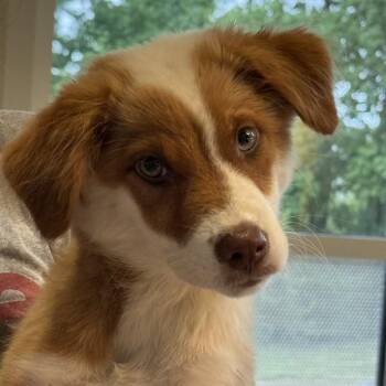 MILEY -  Australian Cattle Dog Blue Heeler Dog for Adoption in St. Louis, Missouri - MILEY | PetCurious