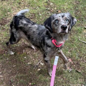 Athleta -  Australian Shepherd and Mixed Breed Dog for Adoption in Fredericksburg, Virginia - Athleta | PetCurious
