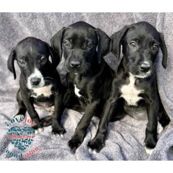 Cane Corso and German Shorthaired Pointer Dogs Available for Adoption - Saint Joseph Litter COH | PetCurious