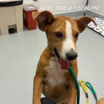 A386826 -  German Shepherd Dog Dog for Adoption in Ocala, Florida - A386826 | PetCurious