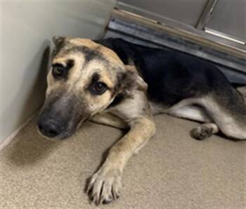 MASHED POTATO -  German Shepherd Dog Dog for Adoption in Sacramento, California - MASHED POTATO | PetCurious