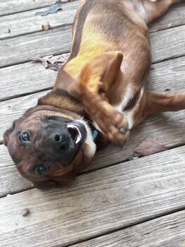 Rescue Dachshund Dogs for Adoption in Levittown, New York - Bentley | PetCurious
