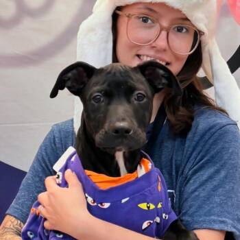 Mia -  Mixed Breed Dog for Adoption in Volcano, Hawaii - Mia | PetCurious