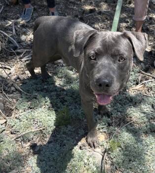 Rescue Mastiff and American Staffordshire Terrier Dogs for Adoption in Incline Village, Nevada - Freckles (Aka Perry) | PetCurious