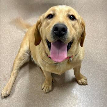 Girly -  Yellow Labrador Retriever Dog for Adoption in Los Angeles, California - Girly | PetCurious