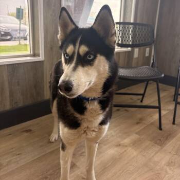 Husky Dogs Available for Adoption in Idaho Falls, Idaho - Carly | PetCurious