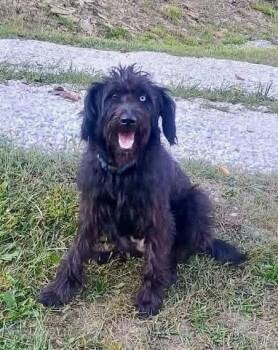 Syrup -  Australian Shepherd Dog for Adoption in Hillside, Illinois - Syrup | PetCurious