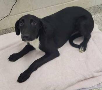 Hawaii -  Mixed Breed Dog for Adoption in Kansas City, Missouri - Hawaii | PetCurious