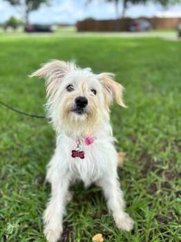 Emily -  Poodle and Wirehaired Terrier Dog for Adoption in Aiken, South Carolina - Emily | PetCurious