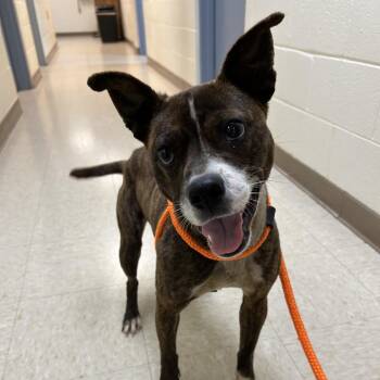 Mixed Breed Dogs Available for Adoption in Roxboro, North Carolina - Diana | PetCurious