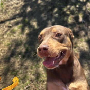 Pit Bull Terrier Dogs Available for Adoption - Coco Puff  **Courtesy Post. Out Of Town Pet. See Below For Detai | PetCurious