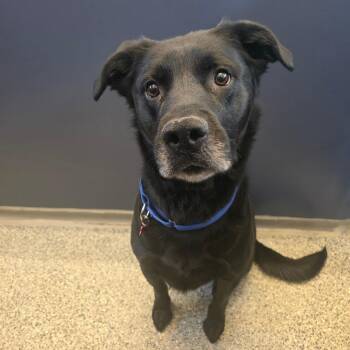 Black Labrador Retriever and Husky Dogs Available for Adoption in Great Falls, Montana - Jaxson | PetCurious