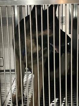 German Shepherd Dog Dogs Available for Adoption in Dallas, Texas - JODY | PetCurious