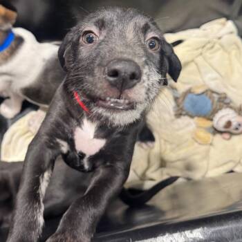 Wirehaired Terrier and Mixed Breed Dogs Available for Adoption in Tampa, Florida - Amethyst | PetCurious