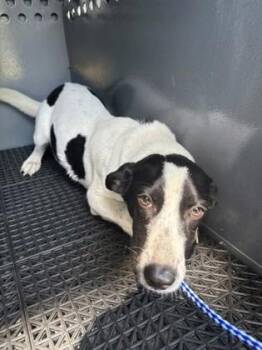 Hayden -  Terrier and Mixed Breed Dog for Adoption in Port Allen, Louisiana - Hayden | PetCurious