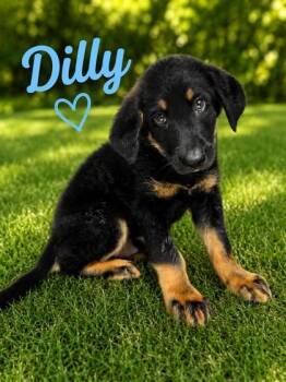 Dilly -  German Shepherd Dog and Bernese Mountain Dog Dog for Adoption in Malvern, Pennsylvania - Dilly | PetCurious