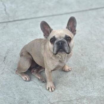 Layla -  French Bulldog Dog for Adoption in Penryn, California - Layla | PetCurious