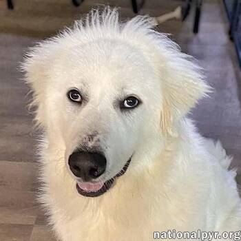 Nash in TN - Loves Belly Rubs & Kisses -  Great Pyrenees Dog for Adoption in Beacon, New York - Nash In TN - Loves Belly Rubs & Kisses | PetCurious