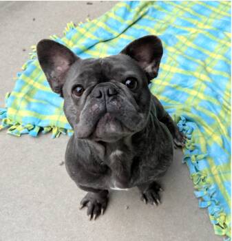 French Bulldog Dogs Available for Adoption - Drako | PetCurious