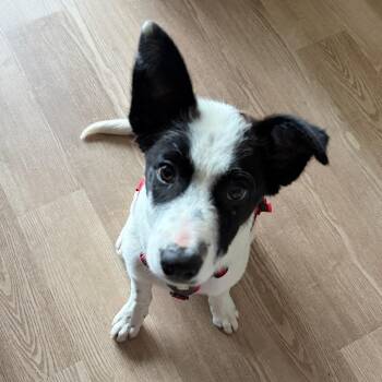 Austin Powers -  Border Collie and Mixed Breed Dog for Adoption in Madison, Wisconsin - Austin Powers | PetCurious