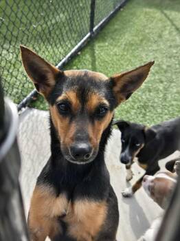 Rescue Miniature Pinscher Dogs for Adoption in Richmond, Kentucky - Winslett | PetCurious