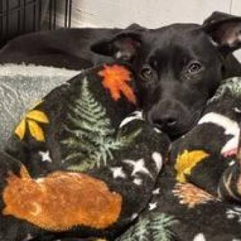 Doralee Rhodes -  Terrier Dog for Adoption in St. Louis, Missouri - Doralee Rhodes | PetCurious