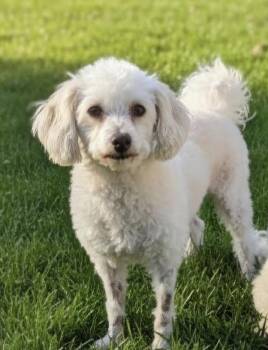 Milo -  Miniature Poodle and Chinese Crested Dog Dog for Adoption in Hawthorne, California - Milo | PetCurious