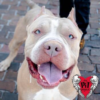 Rescue Mastiff and Pit Bull Terrier Dogs for Adoption in St. Petersburg, Florida - Khaza | PetCurious