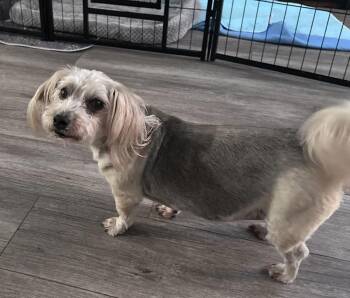 Yorkshire Terrier Dogs Available for Adoption in Cedartown, Georgia - Meesha | PetCurious