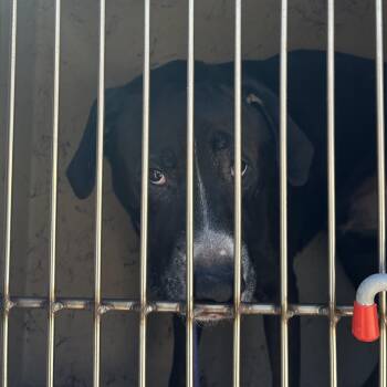 Tex -  Labrador Retriever and Mixed Breed Dog for Adoption in League City, Texas - Tex | PetCurious