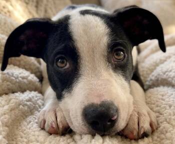 Tommy -  Jack Russell Terrier and Hound Dog for Adoption in Crown Point, Indiana - Tommy | PetCurious