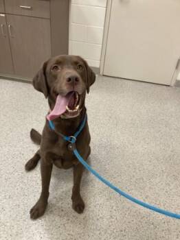 Rescue Labrador Retriever and Mixed Breed Dogs for Adoption in Fishers, Indiana - Franklin | PetCurious