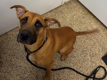 GINA -  Labrador Retriever Dog for Adoption in Hastings, Michigan - GINA | PetCurious