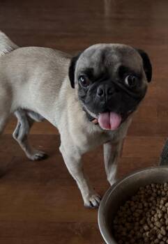 Harold -  Pug Dog for Adoption in San Diego, California - Harold | PetCurious