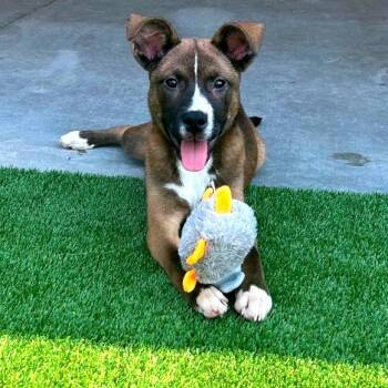 Rescue Shepherd Dogs for Adoption in Binghamton, New York - Sassafras | PetCurious