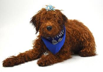 Ellie Rose -  Poodle Dog for Adoption in Springfield, Ohio - Ellie Rose | PetCurious
