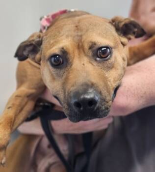 Rescue Mixed Breed Dogs for Adoption in West Chester, Pennsylvania - Elizabeth Fka Dog 7 | PetCurious